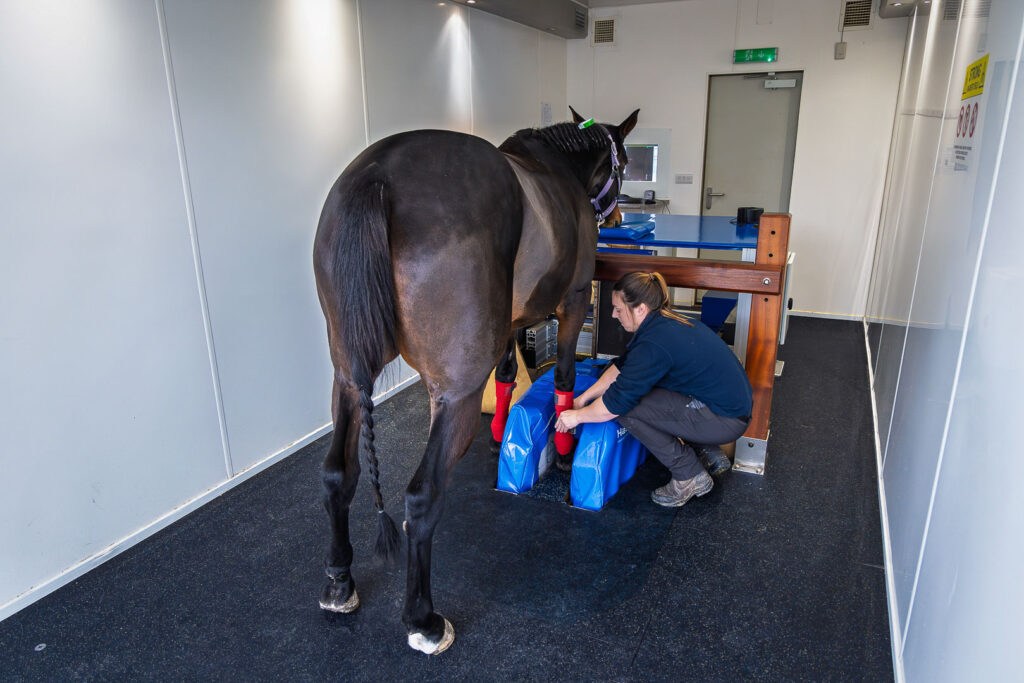 Hallmarq's Standing Equine MRI is carried out without the need for general anaesthesia that 'down' MRI would require.