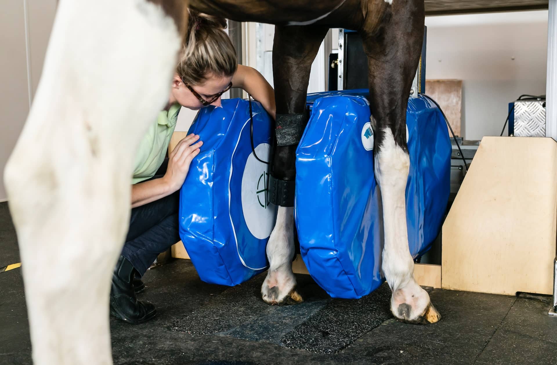 Equine MRI scanner. Show horse being scanned in Hallmarq specialist imaging scanner