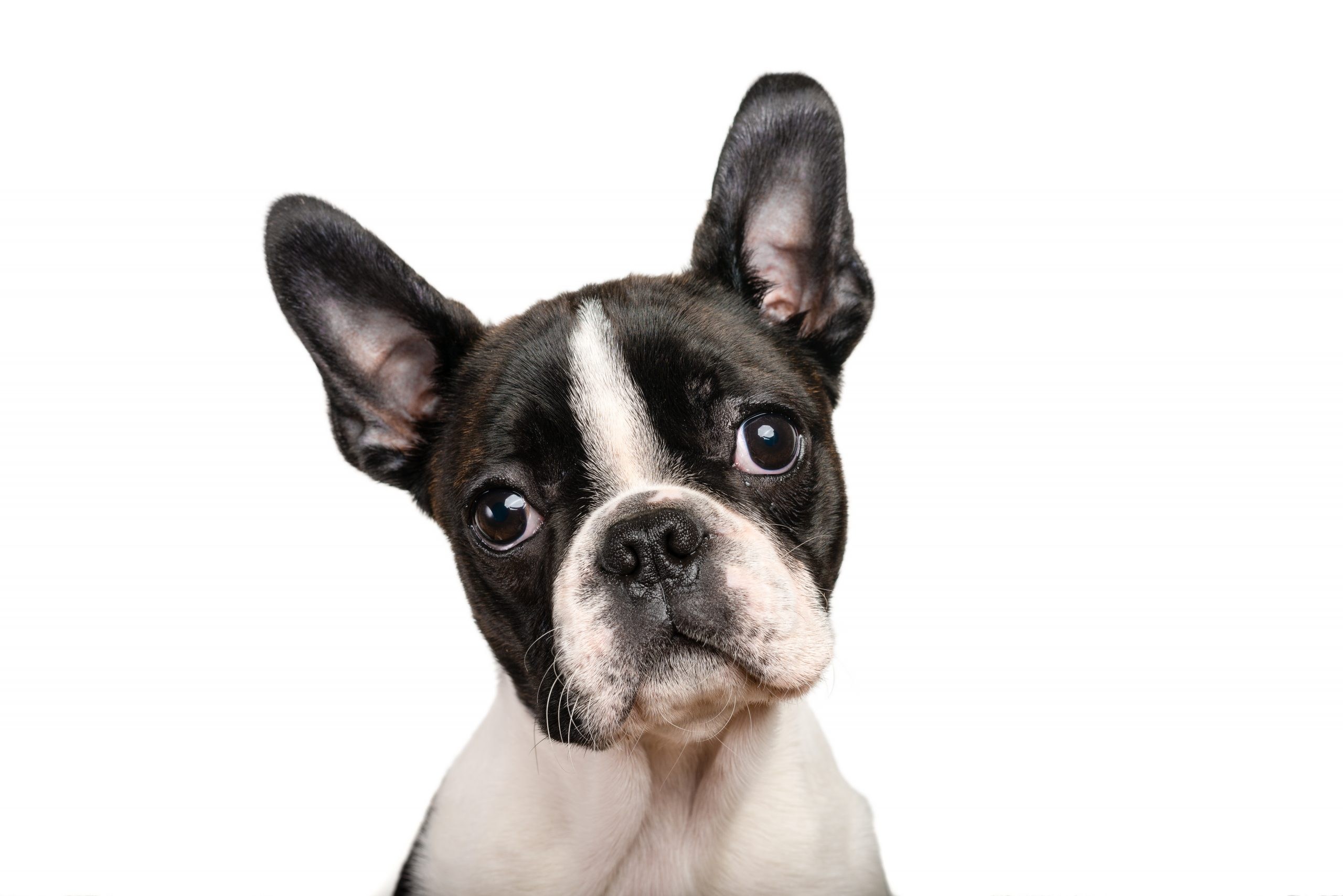 Boston Terrier