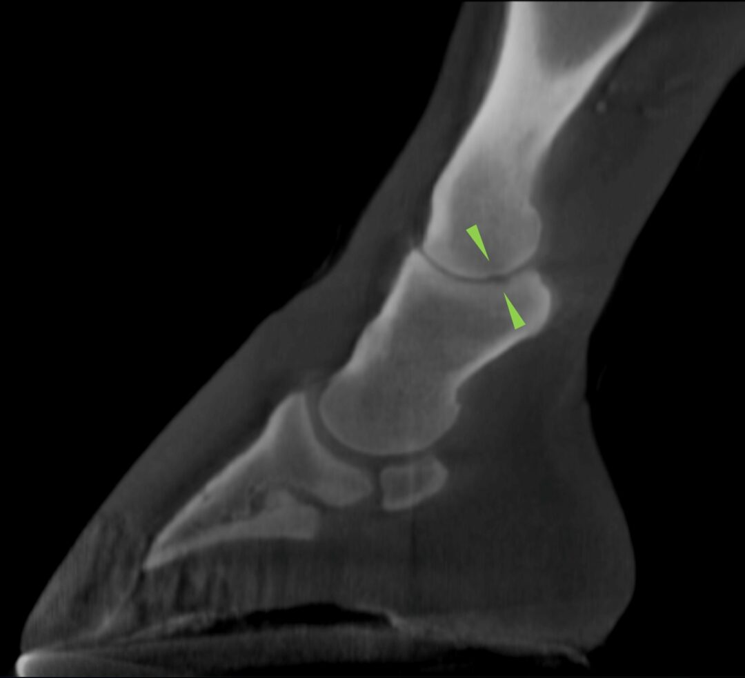 CT case study 2 DG