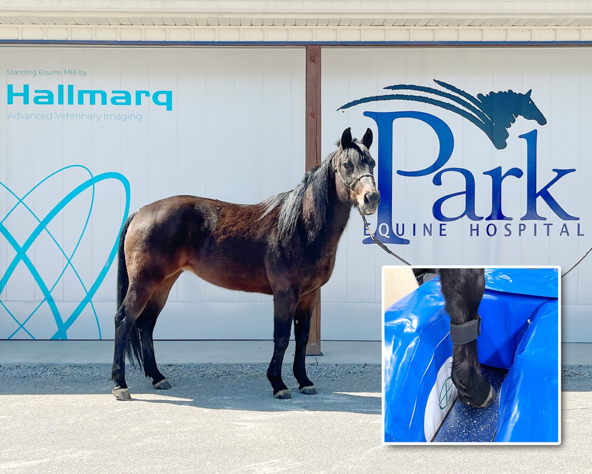 Park Equine Hospital