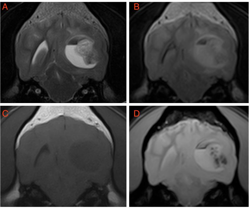 Brain tumour treatment in dogs