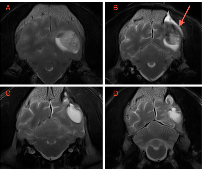Brain tumour treatment in dogs
