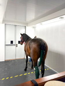 Standing Equine MRI for efficient, accessible and clinically relevant imaging.