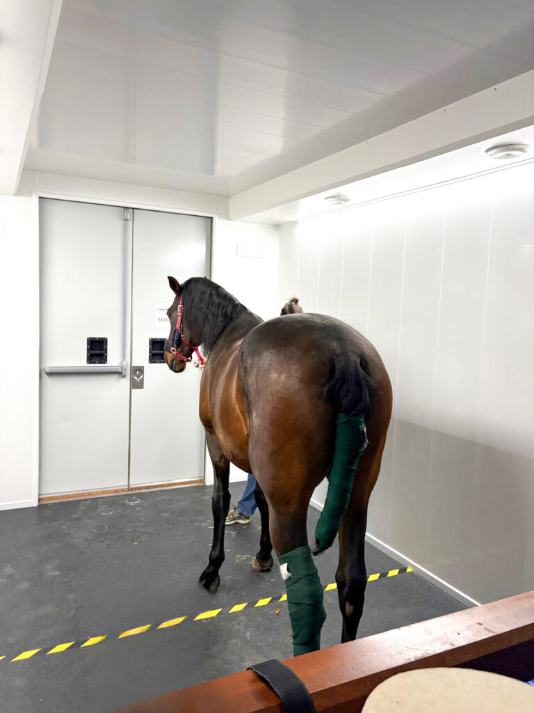 Standing Equine MRI for efficient, accessible and clinically relevant imaging.