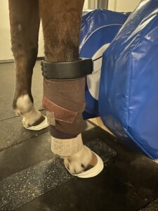 Bandaging of the limb for scanning the proximal suspensory provides a stable surface for the MRI RF coil