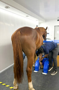 Correct placement of the horse's limb in the magnet is essential when performing a Standing Equine MRI examination.