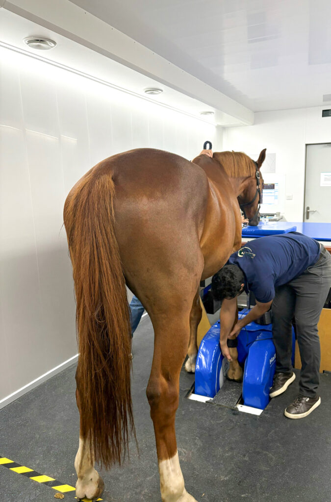 Correct placement of the horse's limb in the magnet is essential when performing a Standing Equine MRI examination.