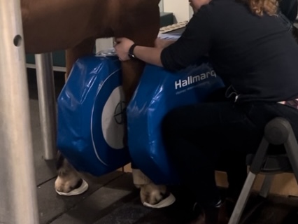 Stabilising the limb when in the magnet is key to obtaining high quality images when scanning the proximal limb.