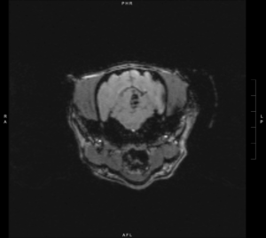 Intracranial canine stroke. An MRI image showing a lesion within the left-side of the cerebellar vermis that displays susceptibility artifact on the Susceptibility-Weighted Imaging (SWI) sequence.