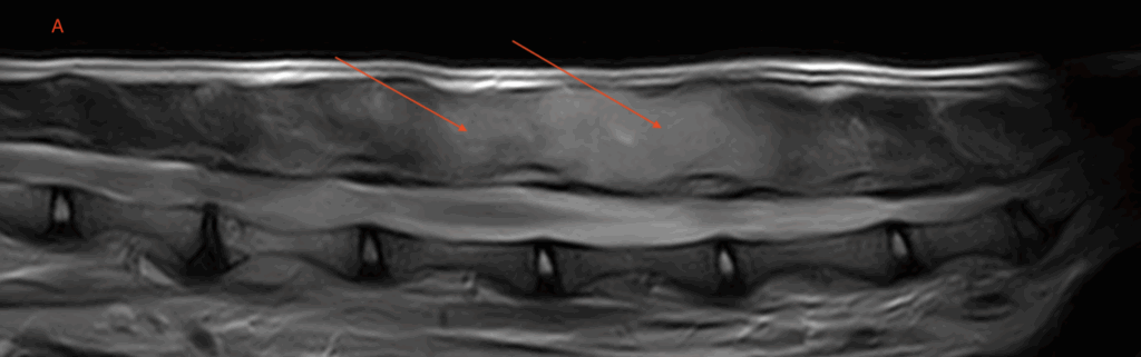 A caudal lumbar vertebral column MRI in a cat taken using Hallmarq's 1.5T small animal machine.