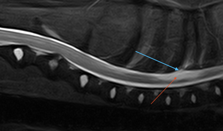 A 1.5T veterinary MRI scan showing T2W sagittal image of the cervicothoracic vertebral column.