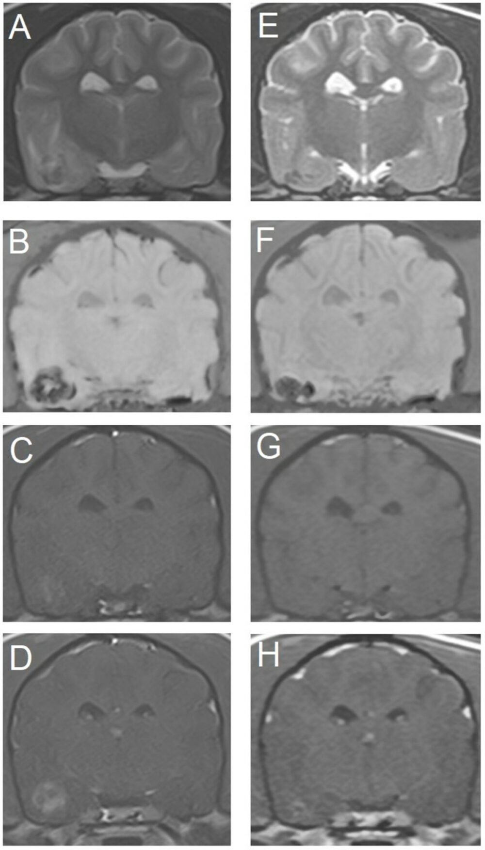 Repeat Imaging Rates Repeat MRI scans and their value in diagnosis - Hallmarq Veterinary Imaging