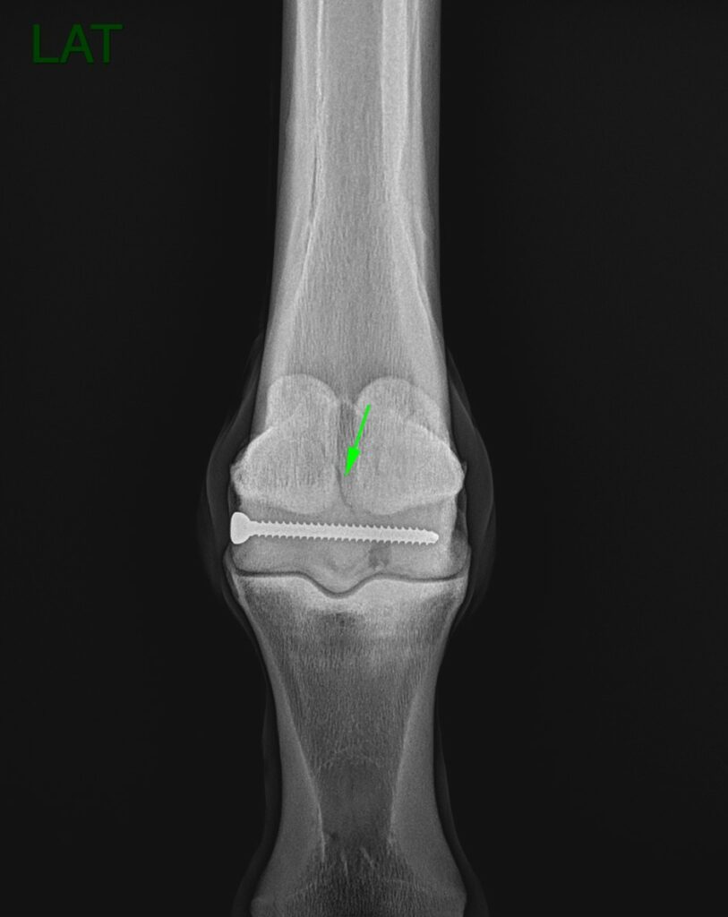 Radiograph of the left fore fetlock