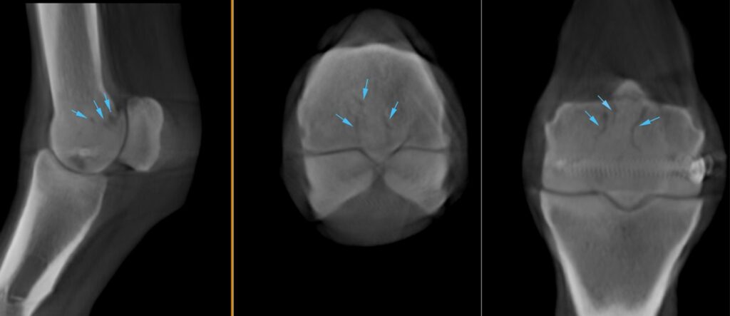 CT scan of a racehorse fetlock