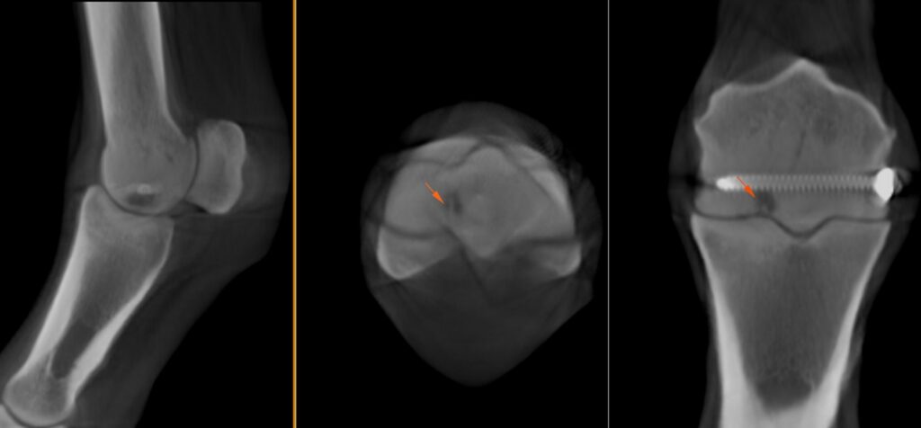CT scan of a racehorse fetlock