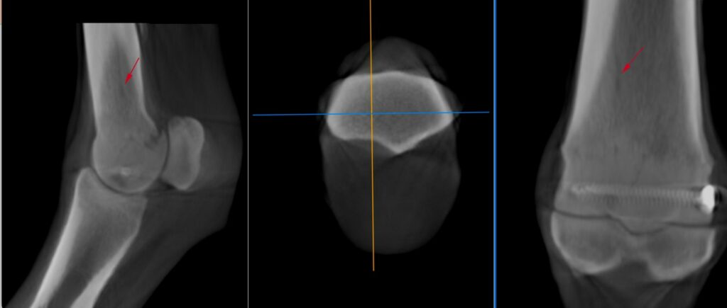 CT scan of a racehorse fetlock