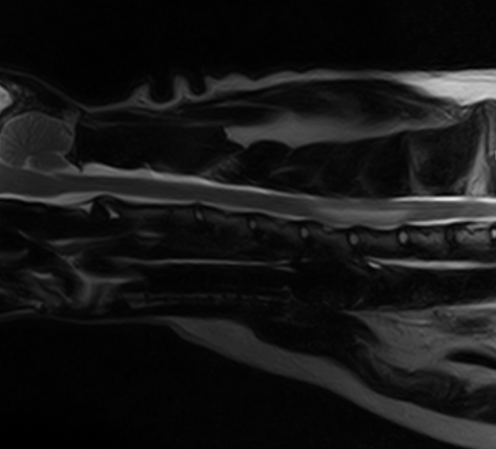 MRI scan showing a T2-weighted sagittal view of feline cervical spine at VERC Hawaii