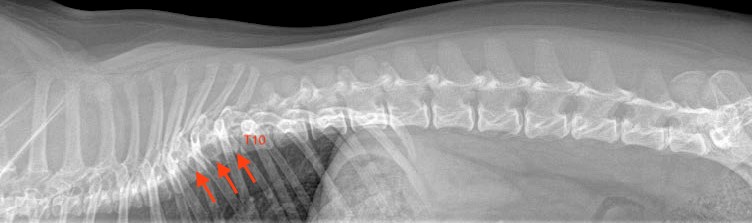A lateral thoracolumbar radiograph. There is mild dorsoventral curvature of the mid-thoracic column (kyphosis) along with suspected vertebral malformations (hemivertebrae) affecting multiple mid-thoracic vertebrae (T7-T9; arrows).